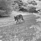 Illustration for article titled Here Are The First Wolf Pups in the Cascade Mountains Since The 1940s